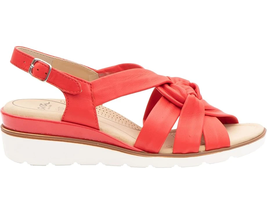 Ara Lucilla 1 Ara Lucilla